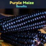 Purple Maize Benefits