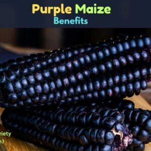 Purple Maize Benefits