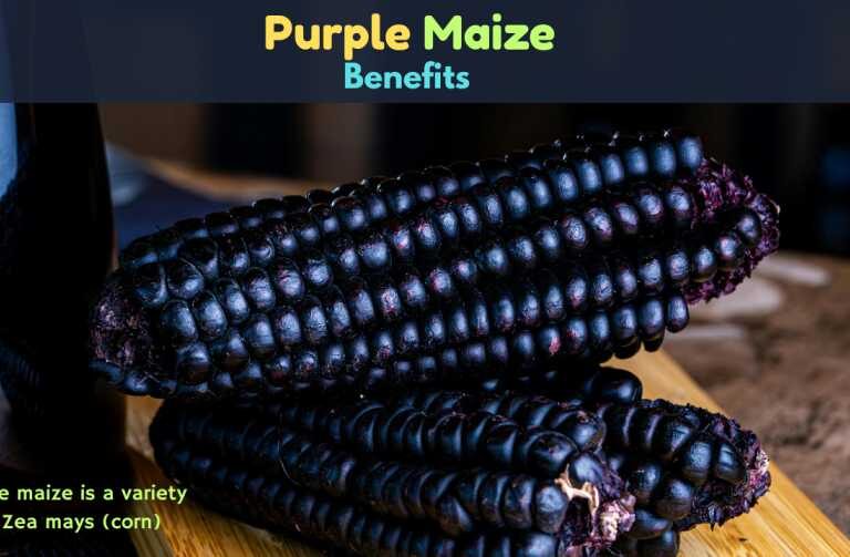Purple Maize Benefits