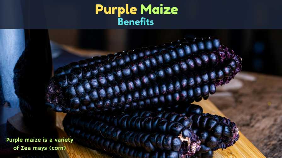 Purple Maize Benefits